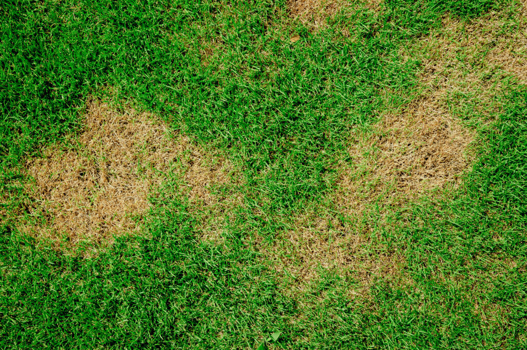 brown spots and thatching